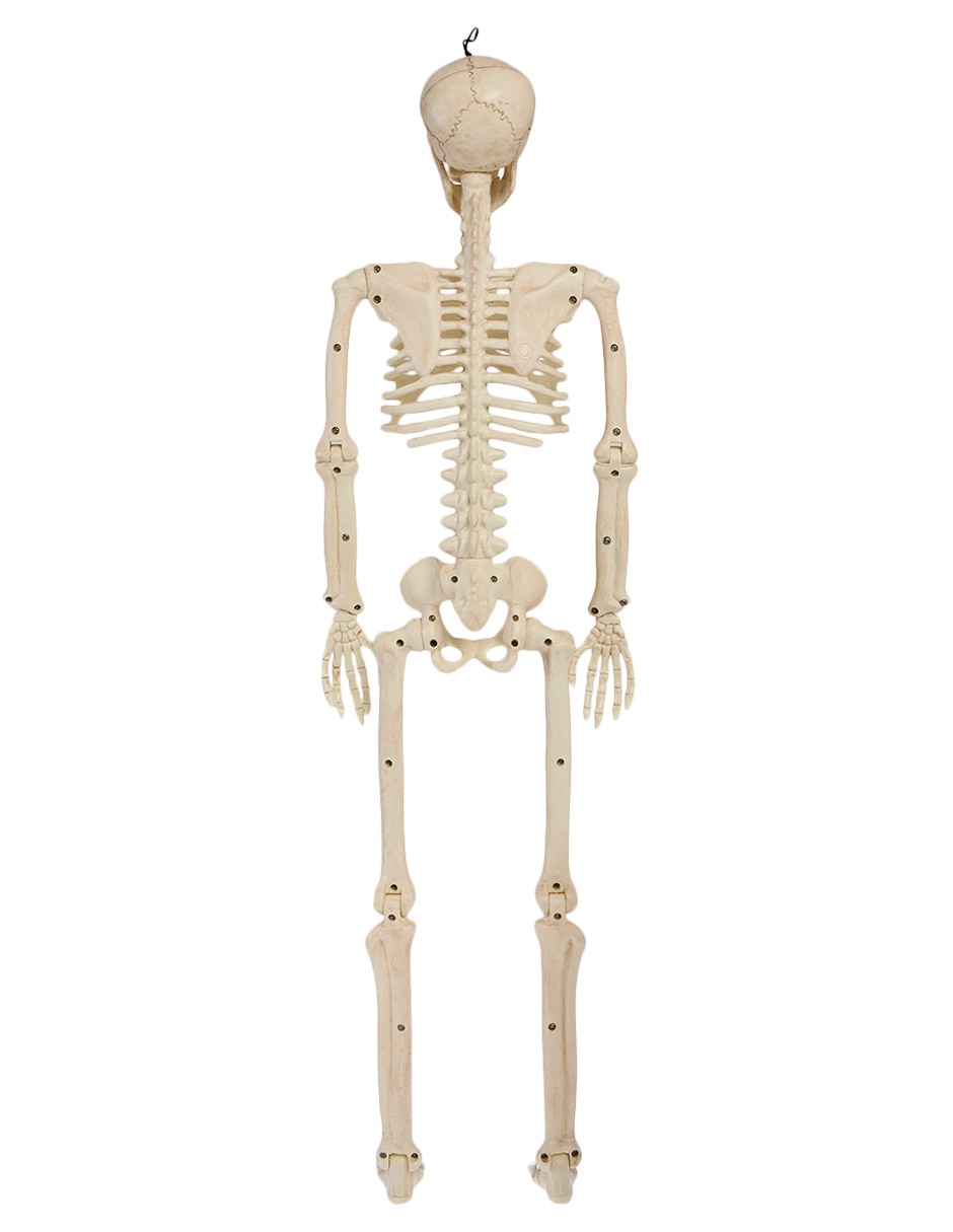 ESQUELETO POSABLE